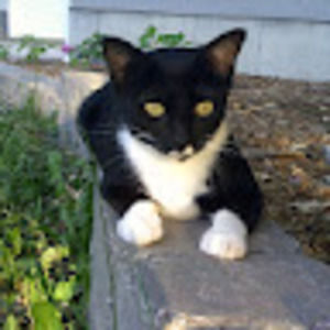 Meet your Posher, Piper